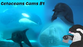 Cetaceans Live cameras #1