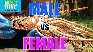 Male vs Female Lobster