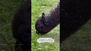 Не вижу разницу, а вы? #animals #farmlife #животные #alpaca