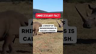 Unbelievable Rhino Facts You Won't Believe!