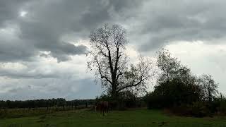 October 6th Thunderstorm and Downed Branches and Trees