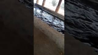 Al Ain zoo ( hippopotamus)