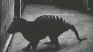 Footage of The Thylacine