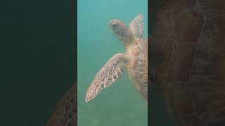 Swimming with sea turtles #shorts #turtle #swimming #snorkeling #nature #awesome