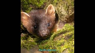 Pacific Marten hunt p6 #hunting #animals #cringe