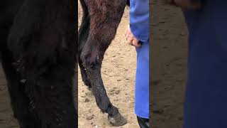 Donkey hoof repair: The donkey's hind hooves are particularly sensitive and can be dangerous