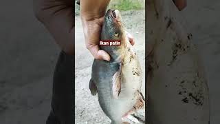 IKAN PATIN 3 KG