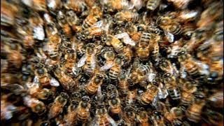 Bees buzzing around #sound #asmrsounds #soundeffects #education #bees #beesarecool #learning #asmr