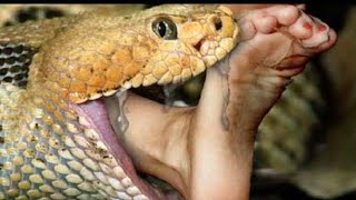 ऐसे साप को आप गलती से भी नहीं छूना 3#snake#cobra #india #animal #video #wildlife #reels