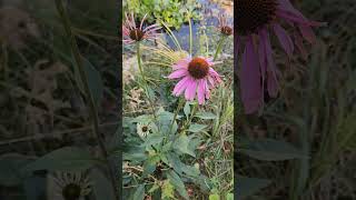 Coneflower #Coneflower