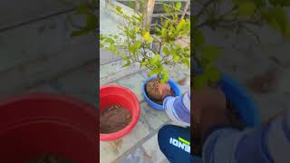 Lemon Tree Maintenance | Lemon Plant  Repotting | Root Pruning | 14 December 2023 (Urdu/hindi)