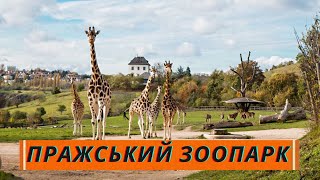 Празький зоопарк. Прийшли вчетверте! Що нового? PRAHA ZOO