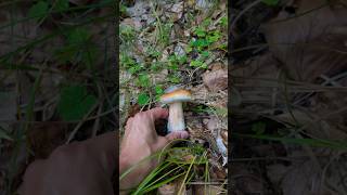 One Hidden Boletus Edulis - Mushroom Hunting #shorts #mushroomhunting