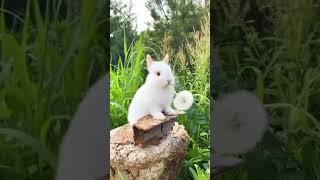 #rabbit #goat #goatfarming #youtube #indian #kasur #viralvideo #viral#viralshorts #love #music#goat