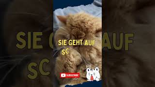 Lustige Katzenwitze #shorts #cat #funny #funnyshorts #viralvideo #viralshorts #cute #cutecat #jokes