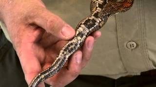 How to Tell if a Snake is Venomous or Not