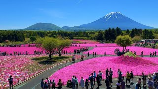 Mt Fuji Shiba Sakura Festival Tour -4K JAPAN- You can see Mt. Fuji most beautifully