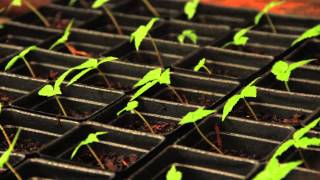 Transplanting Seedlings for the Market