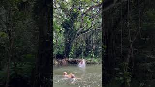 Rope swing in Hawaii ￼