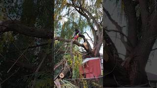 Cutting injured tree #tree #treecuttingdown #gardening