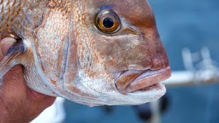 Port Phillip Bay Snapper Reedy's Rigs