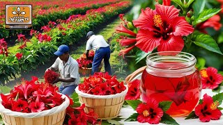 Discover the ANCIENT flower with MEDICINAL powers! How HIBISCUS is harvested and processed