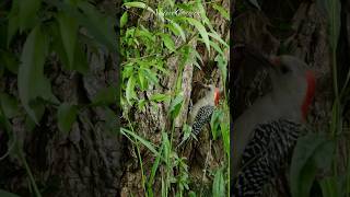 Red bellied woodpecker pecking insects #nature #shorts