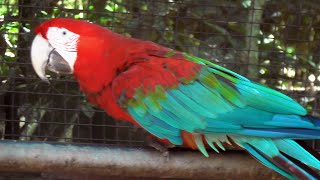 Brazil & Argentina (2020) Day 7 Foz do Isuazu, Bird Park; Transfer to Buenos Aires