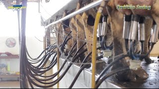 "I can't imagine milking in anything else!" Dairymaster Swing Over Parlour