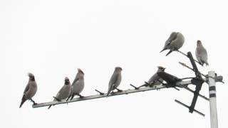 Waxwings in Roade, Northants 31/12/16