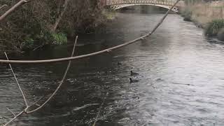 Small Birds Swimming in the lake