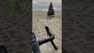 Christmas season is here! #shorts #shortvideo #cycling #christmas #beach #christmastree #canyonbikes