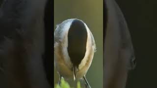 bird short video, #shorts , #short, #shortvideo