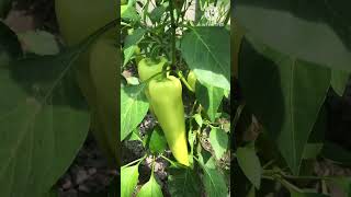 pepper garden @ short @ mithi cooking channel!