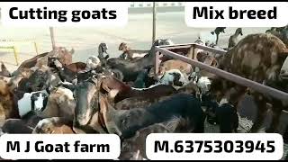 Cutting goats mix breed in एम जे बकरी फार्म अजमेर किशनगढ़ राजस्थान #mixbreed #Cutting Mo.6375303945