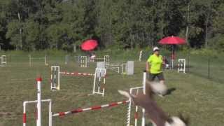 USDAA Regional Dog Agility Championship Win - Swagger - August 2013