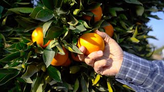 California Navel Oranges - America's Heartland