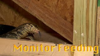 Monitor Feeding