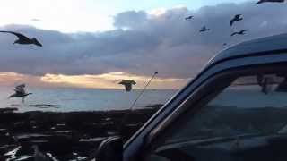 Seagulls Attack The Camper Van!