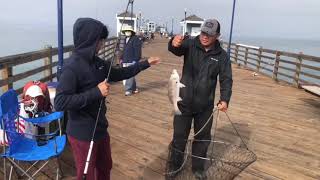 Lots Of Big Fish Caught In Ponto Beach Jetty, And Oceanside Pier