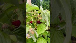 Morning in the garden after rain #garden #harvest #nature #gardening #growyourownfood #september