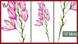 How To Draw Flowers with Color Pencils- Windy Shih