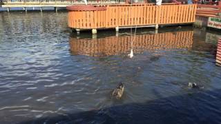 Alligator Jump Show at Gatorland Orlando Florida