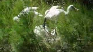 Spoonbill - Becplaner