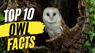 Mysteries of Owls: 10 Fascinating Facts