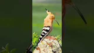 Try not to laugh  bird   #shorts #shortvideo @raghav_shorts