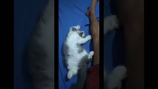 Sleeping like human! #cat #catvideos #catlover #shorts #shortvideo