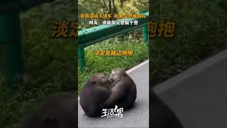 一群猴子路上玩耍造成大堵车