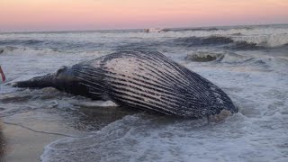 More sperm whales found dead this time on a German beach