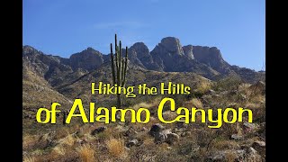 Hiking the Hills of Alamo Canyon